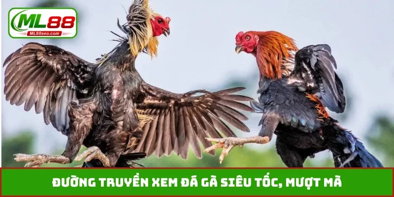 Đường truyền xem đá gà siêu tốc, mượt mà