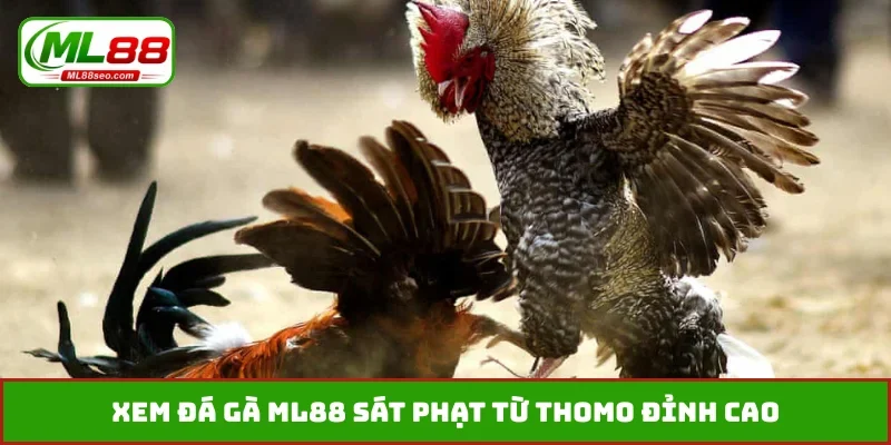 Xem đá gà ML88 sát phạt từ Thomo đỉnh cao