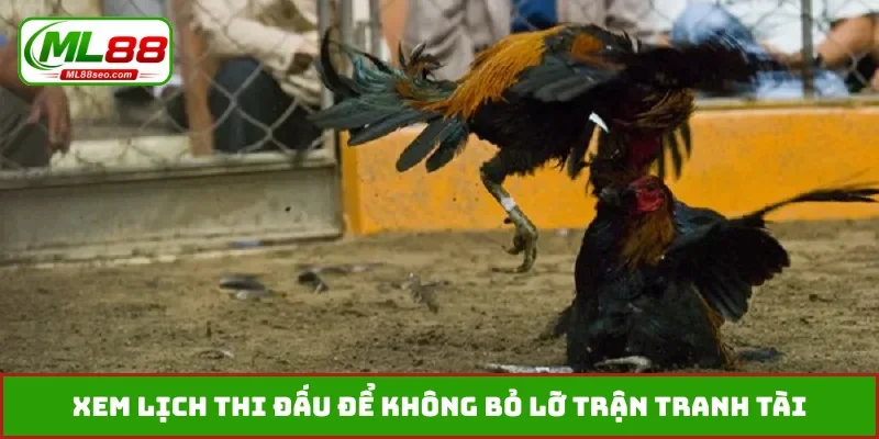Xem lịch thi đấu để không bỏ lỡ trận tranh tài